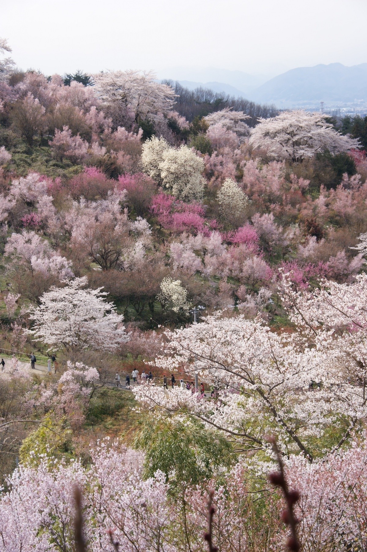 Hanamiyama Park