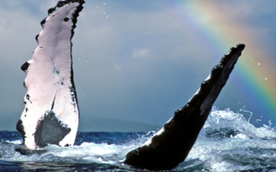 Swimming with Humpback Whales