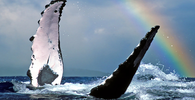 Maui Whale watching holiday