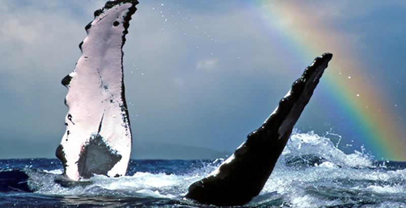 Swimming with Humpback Whales