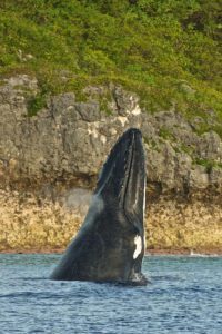 Niue whale watching