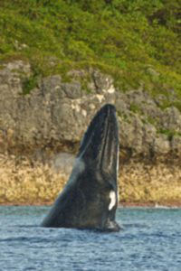 Niue whale watching holidays