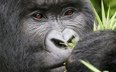 The Guide to Ticking Gorilla Trekking off your List