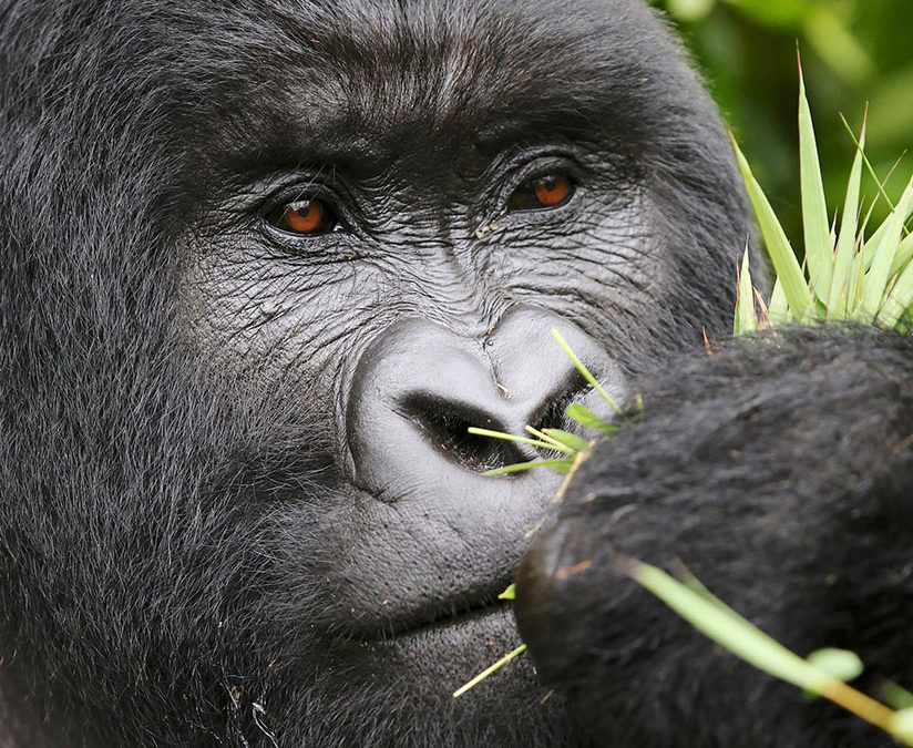 The Guide to Ticking Gorilla Trekking off your List