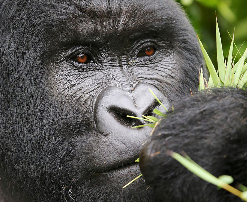 gorilla tracking holiday