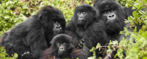 gorilla tracking in uganda