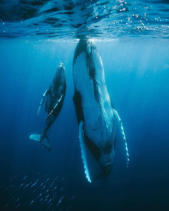 tonga swimming with whales