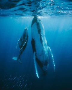 tonga whale and calf