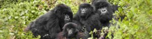 uganda gorilla family