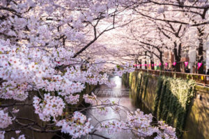 cherry blossoms at Meguro river