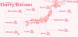 cherry blossom Japan
