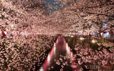 Japan’s Cheery Blossom Festival
