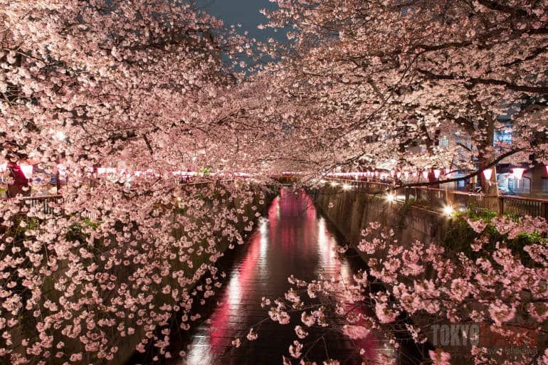 Japan’s Cherry Blossom Festival