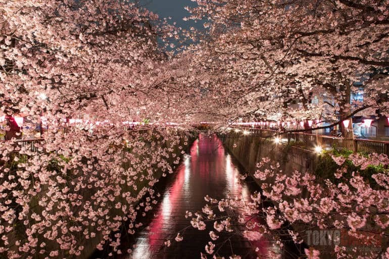 meguro river