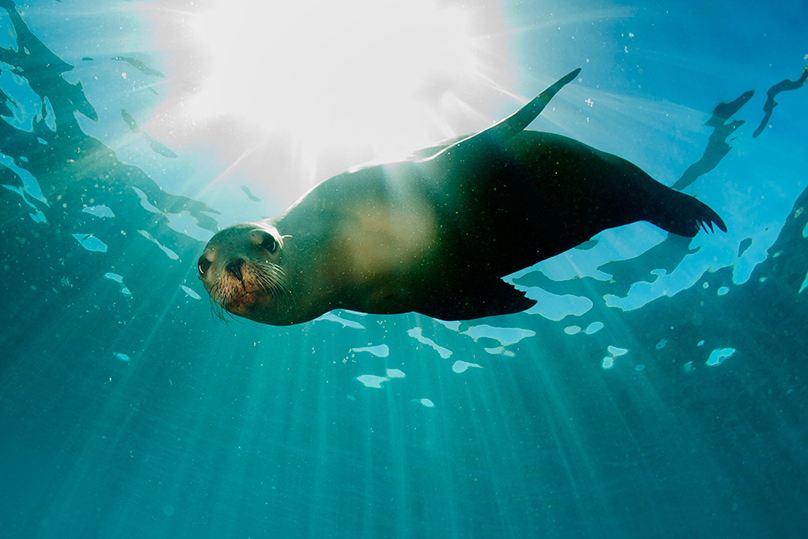 galapagos island marine life