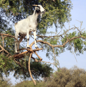 goats in trees in Morocco