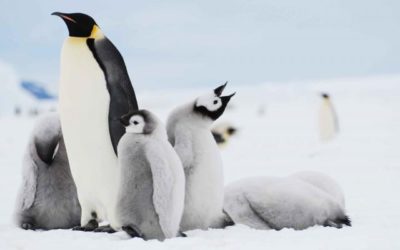 Antarctic Cruise Adventures