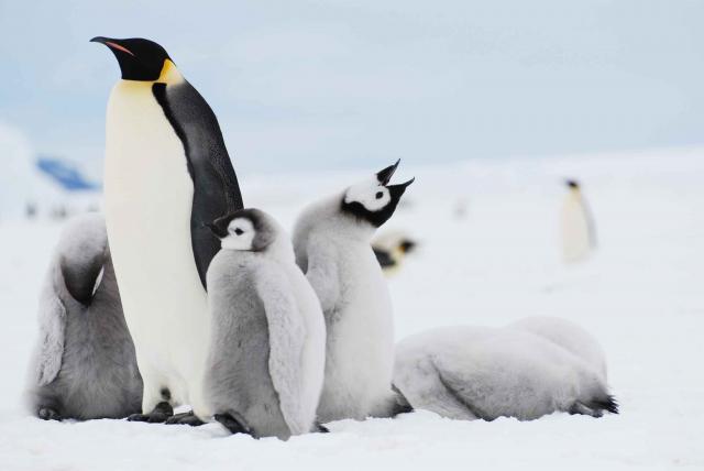 Antarctic Cruise Adventures