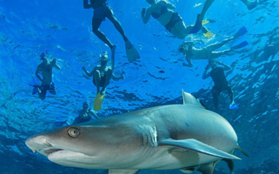 Swimming with sharks – Fiji