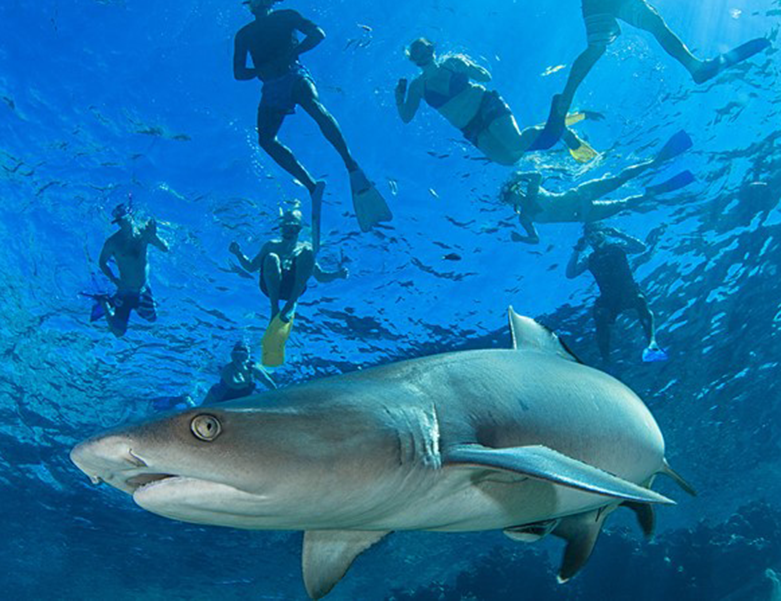 swimming with reef sharks in fiji
