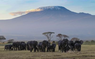 Climb Mt Kilimanjaro