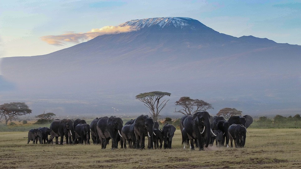 mt. kilimanjaro