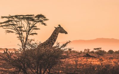 Kenyan Safari