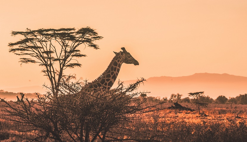 kenyan safari tour