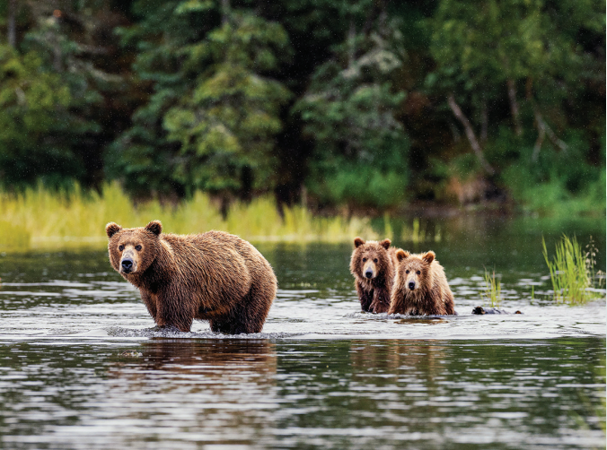 Wild Alaska Wild Alaska