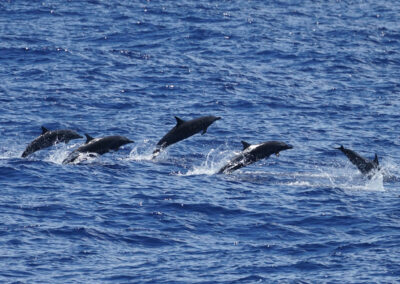 Dolphins, Copyright: C.Rayes