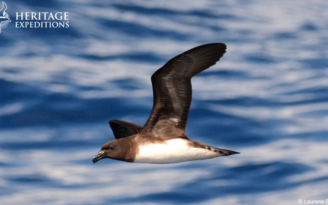 Tahiti Petrel copyright: Laurens Steijn