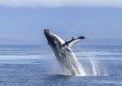 Humpback Whale