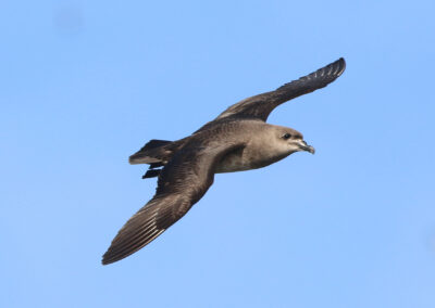 Kermadecs Petrel