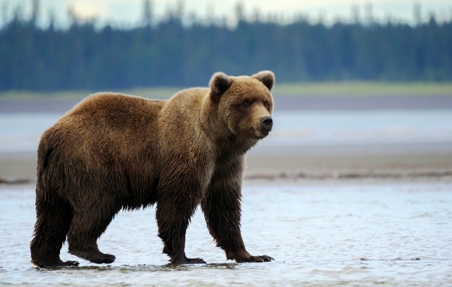 Coastal brown bear, Alaska