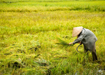 Rice Harvest, Mekong Delta