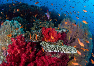 Fiji Reef