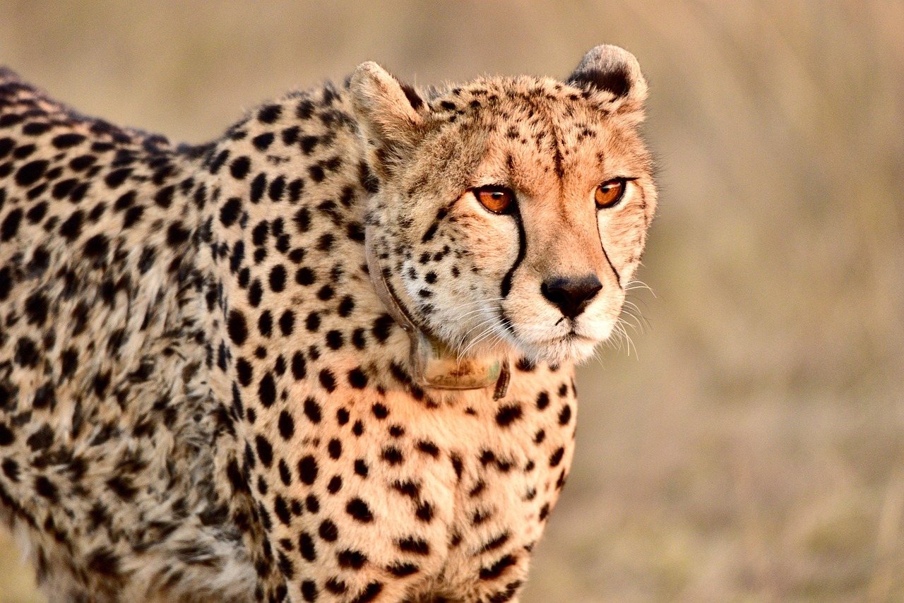 Cheetah Cheetah