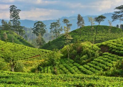 Sri Lanka Tea Plantation