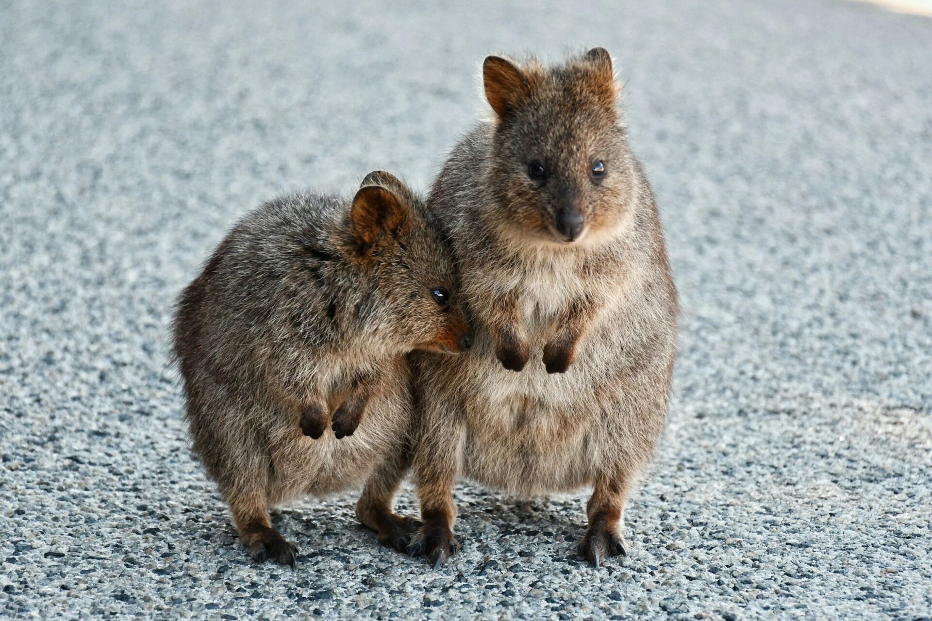 Quokka, Rottnest Island Quokka, Rottnest Island