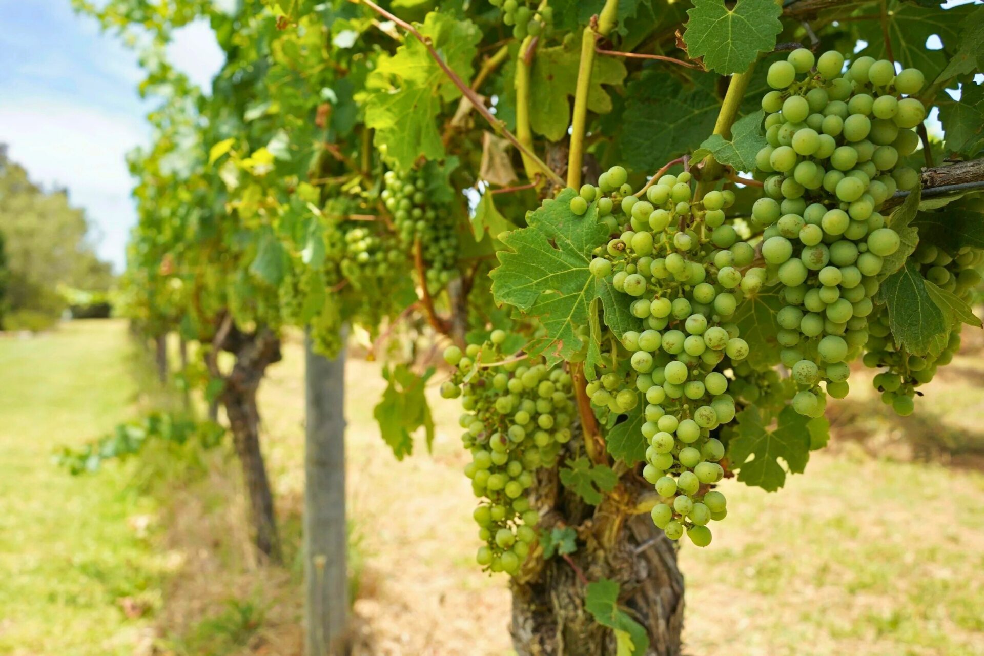 Wineries, Margaret River Wineries, Margaret River