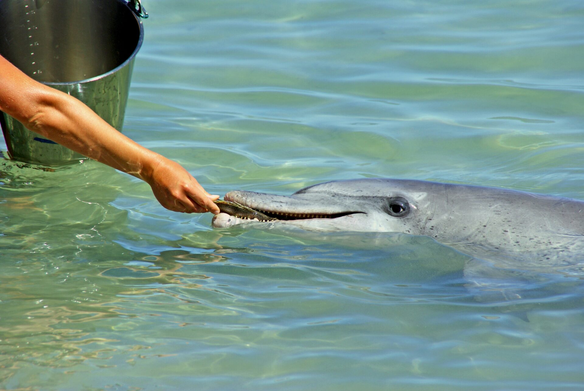 Dolphin Feeding at Monkey Mia Dolphin Resort Dolphin Feeding at Monkey Mia Dolphin Resort