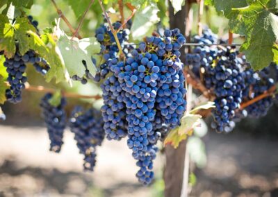 Wine Grapes