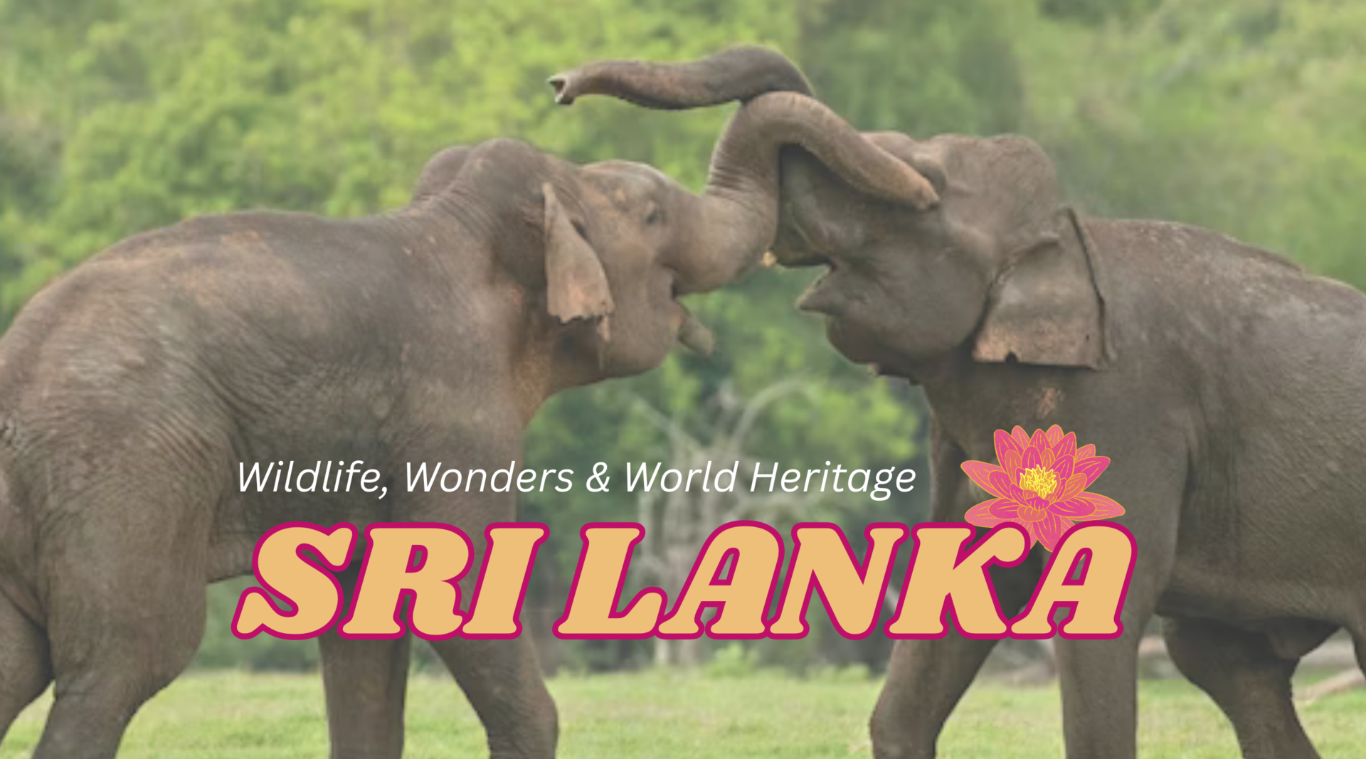 2027 Sri Lanka Wildlife, Wonders & World Heritage Escorted Tour with Bucket List Travel